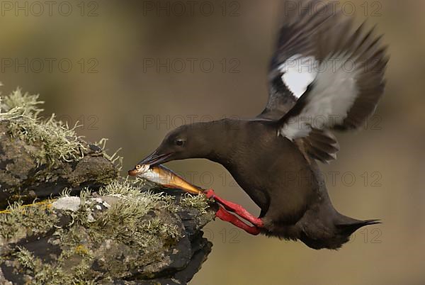 Black Guillemot