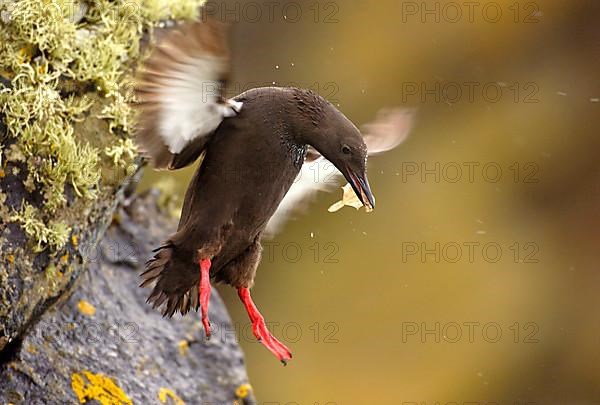 Black Guillemot