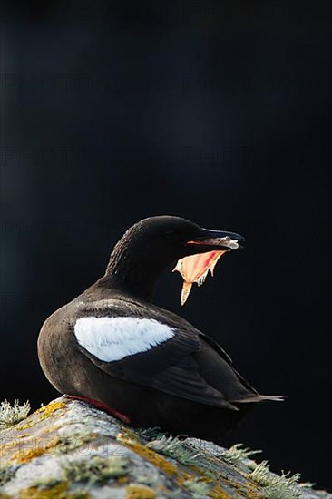 Black guillemot