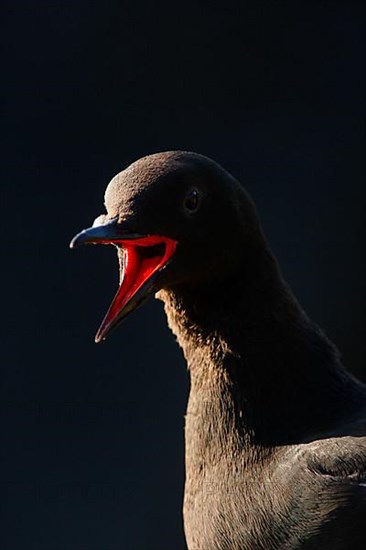 Black guillemot