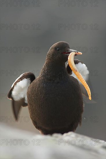 Black guillemot