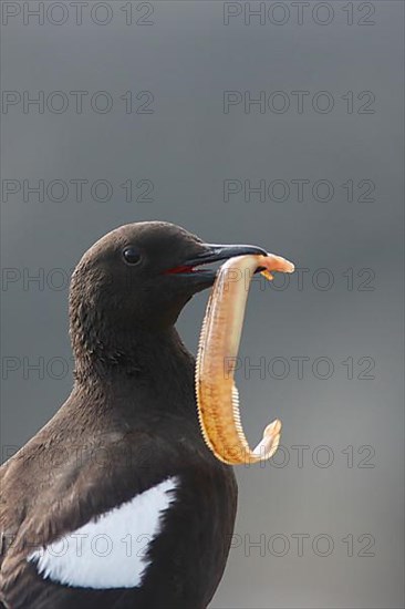 Black guillemot