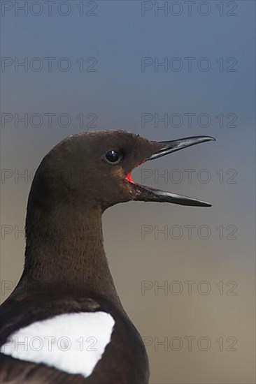 Black guillemot