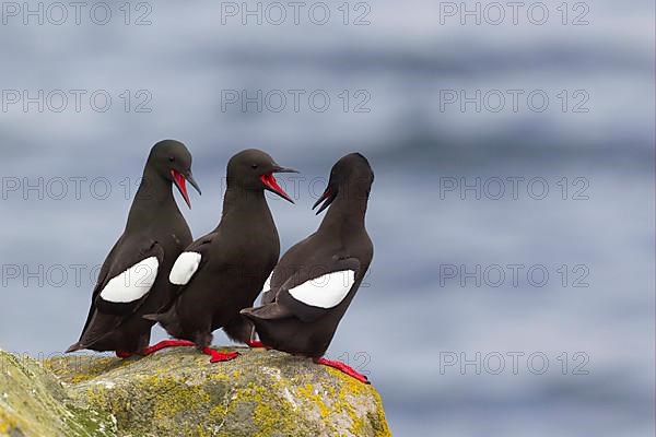 Black Guillemot