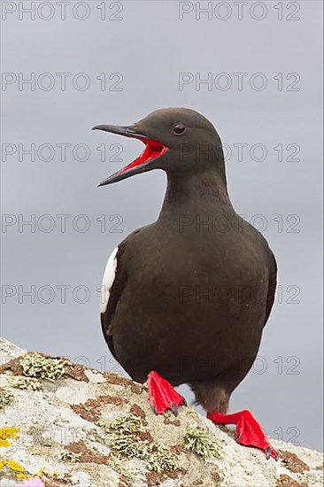 Black Guillemot