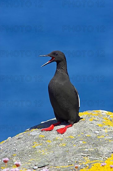 Black guillemot