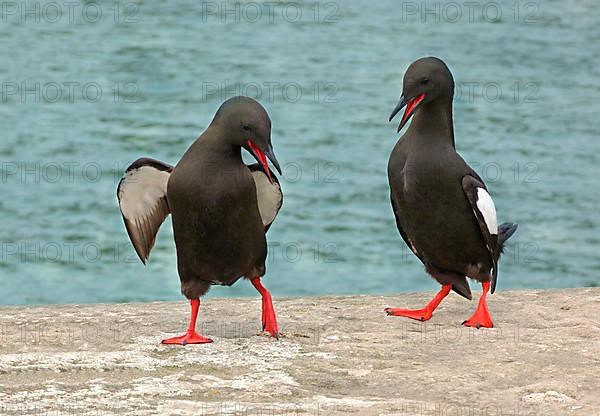 Black guillemot