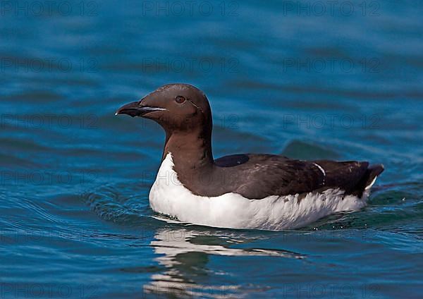 Thick-billed murre