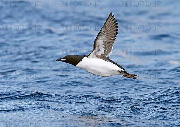 Thick-billed murre