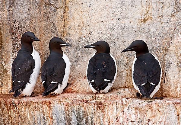 Brunnich's thick-billed murre