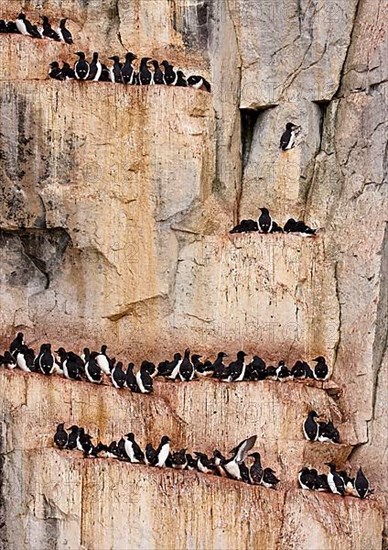 Adult thick-billed murre