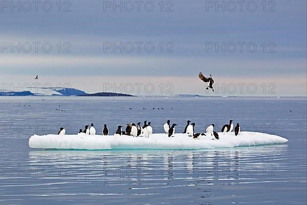 Brunnich's Guillemot