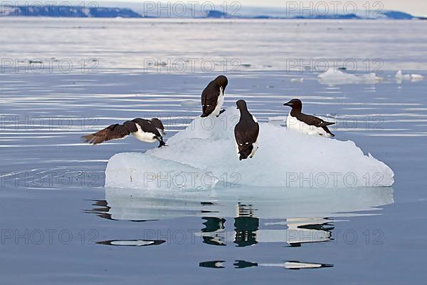 Brunnich's Guillemot