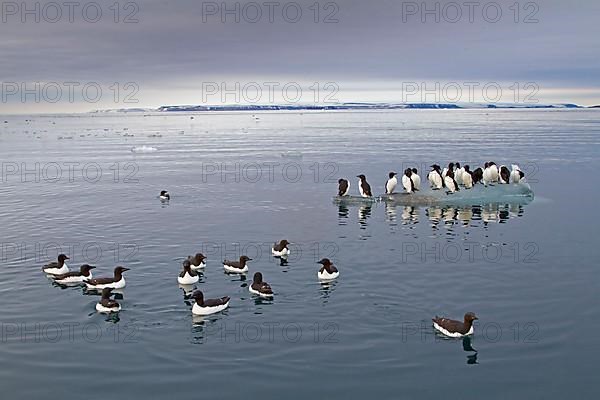 Brunnich's Guillemot