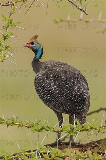 Helmeted Guinea Fowl