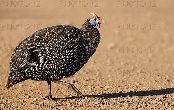 Helmeted Guineafowl