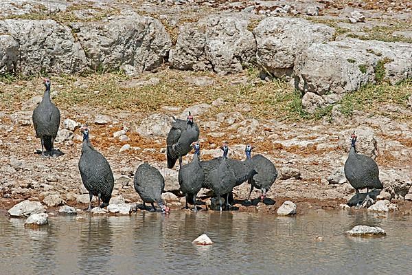 Helmeted Guineafowl