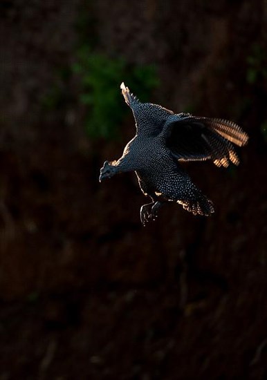 Helmeted Guineafowl