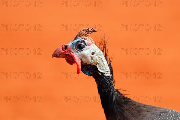 Helmeted Guinea Fowl