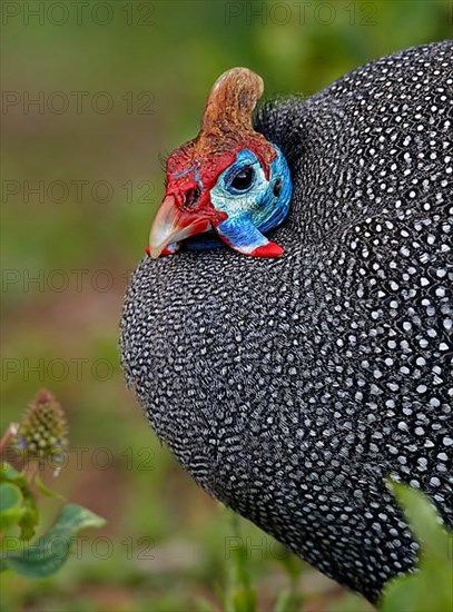 Helmeted Guineafowl