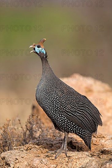 Helmeted Guinea Fowl