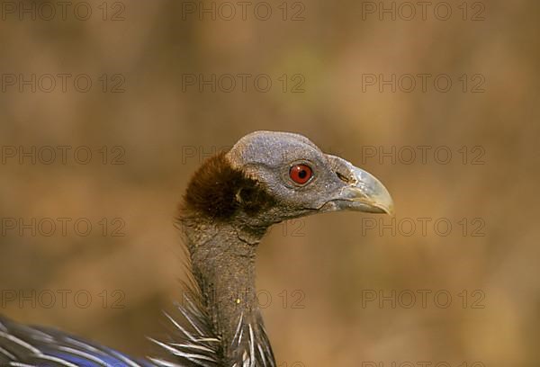 Vulture guinea fowl
