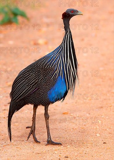 Vulturine guinea fowl