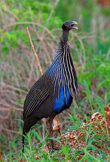 Vulturine guinea fowl