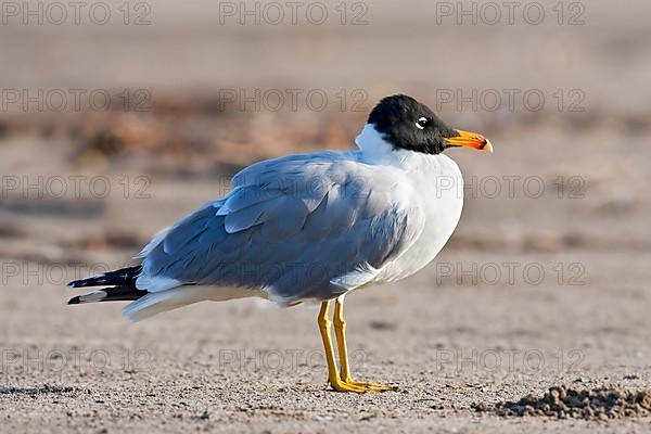 Pallas's gull