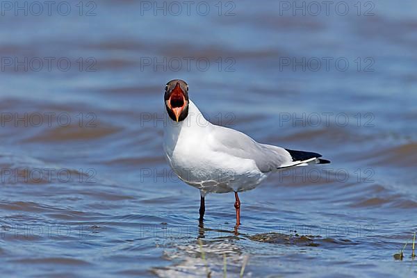 Black-headed Gull