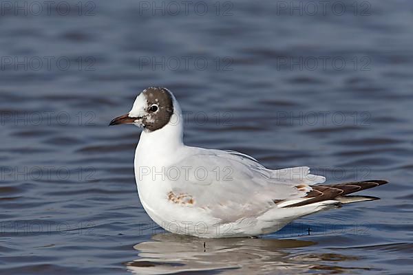 Black-headed Gull