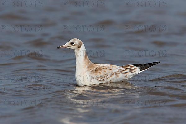 Black-headed Gull