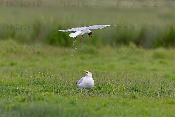 Black-headed Gull