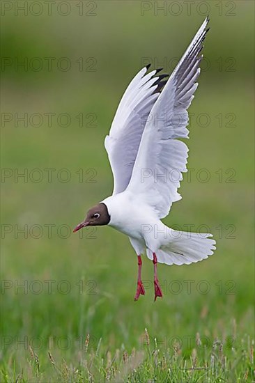 Black-headed Gull