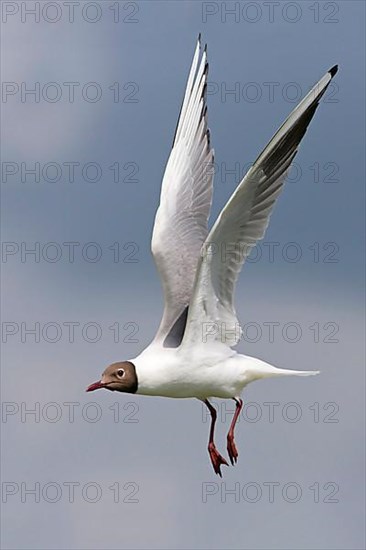 Black-headed Gull