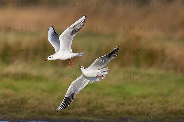 Black-headed Gull