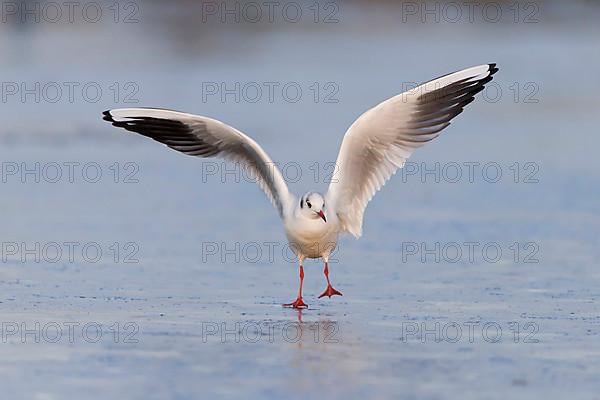 Black-headed Gull