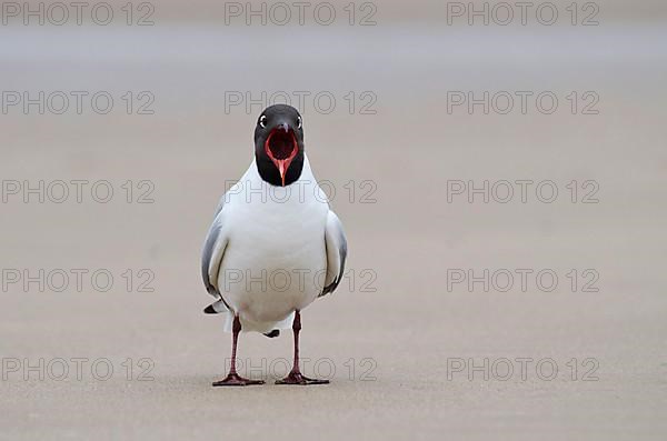 Black-headed gull