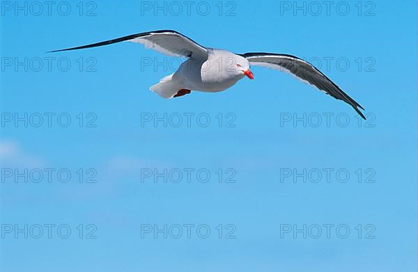 Dolphin gull