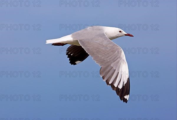 Hartlaub's hartlaub's gull