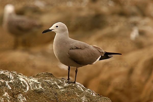 Grey gull