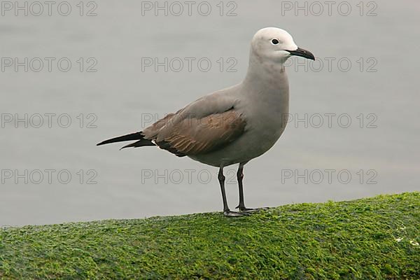 Grey gull