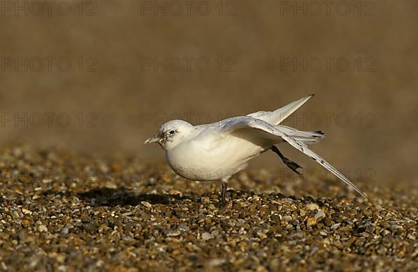 Ivory Gull