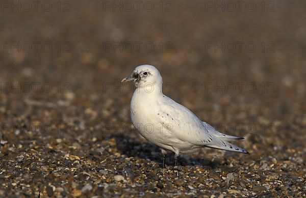 Ivory Gull