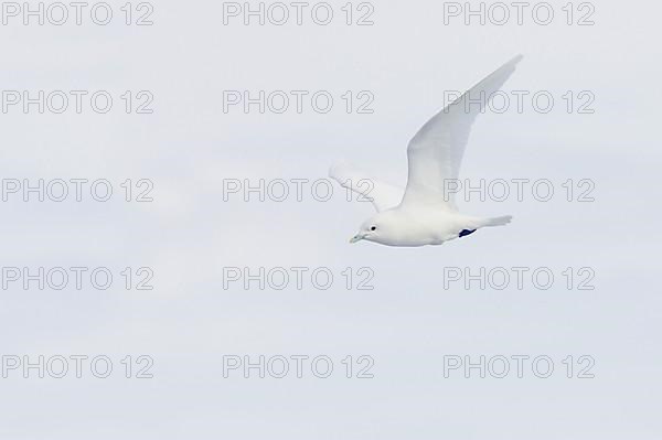 Ivory Gull