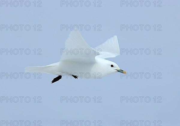 Ivory Gull