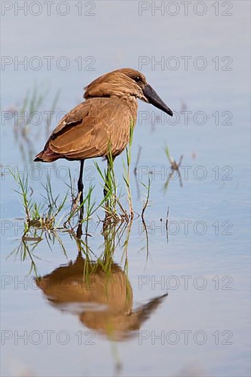 Hamerkop