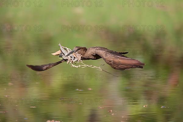 Hamerkop