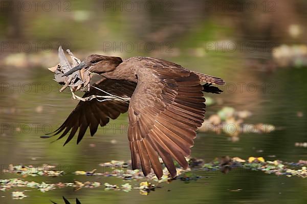 Hamerkop