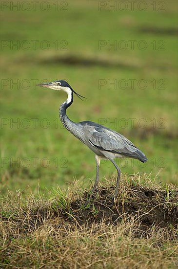 Adult black-headed heron